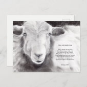 Mond- en klauwzeervirus - briefkaart van schapen (Voorkant / Achterkant)