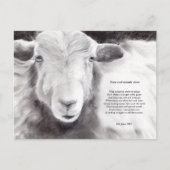 Mond- en klauwzeervirus - briefkaart van schapen (Voorkant)