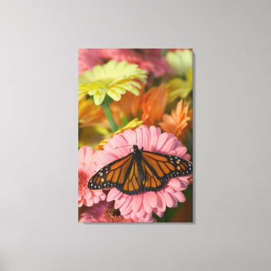 Mondebuttervlinder op een Gerbera| Danaus Plexippu Canvas Afdruk (Voorkant)