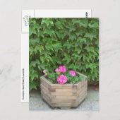 Monetbloemen Briefkaart (Voorkant / Achterkant)