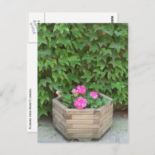 Monetbloemen Briefkaart (Voorkant / Achterkant)