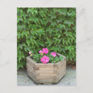 Monetbloemen Briefkaart