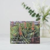 Moneterey Fan Aloe Plicatilis Post Kaart (Staand voorkant)