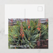 Moneterey Fan Aloe Plicatilis Post Kaart (Voorkant / Achterkant)