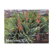 Moneterey Fan Aloe Plicatilis Post Kaart