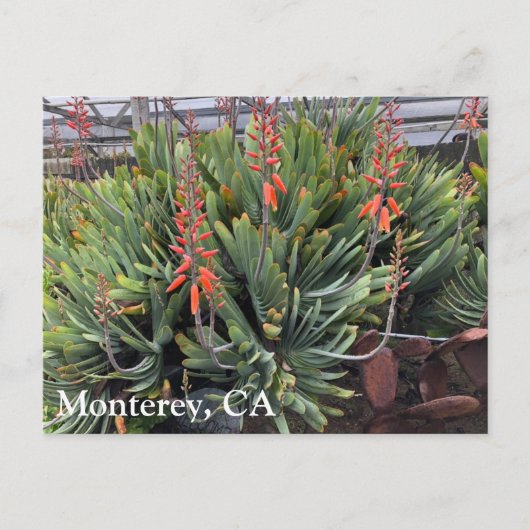 Moneterey Fan Aloe Plicatilis Post Kaart (Voorkant)