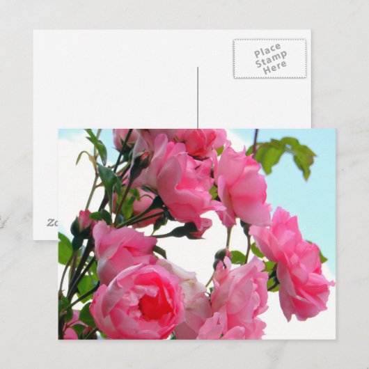 Monet's Rose Garden Briefkaart (Voorkant / Achterkant)