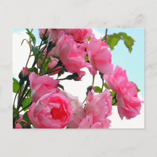 Monet's Rose Garden Briefkaart (Voorkant)