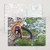 Money on Tree Briefkaart (Voorkant / Achterkant)