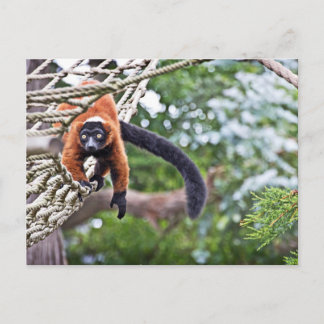 Money on Tree Briefkaart