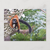 Money on Tree Briefkaart (Voorkant)