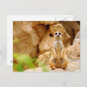 Mongoes die zich lang bevinden briefkaart (Voorkant / Achterkant)