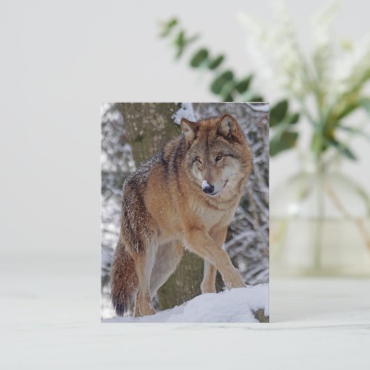Mongoliaanse alfawolf in sneeuw briefkaart (Staand voorkant)