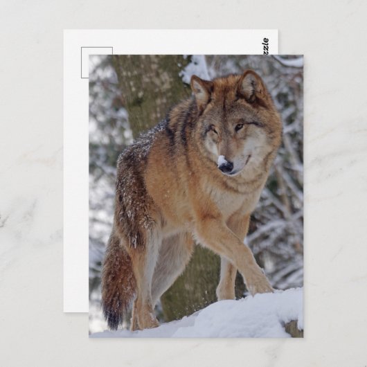 Mongoliaanse alfawolf in sneeuw briefkaart (Voorkant / Achterkant)
