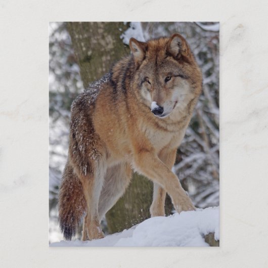 Mongoliaanse alfawolf in sneeuw briefkaart (Voorkant)
