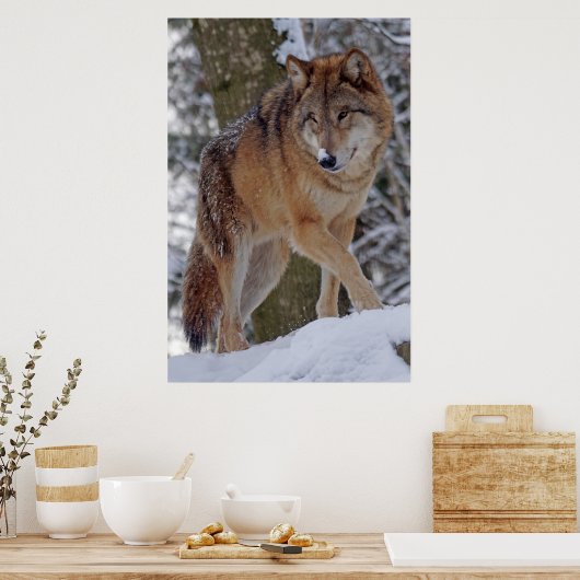 Mongoliaanse alfawolf in sneeuw poster (Keuken)