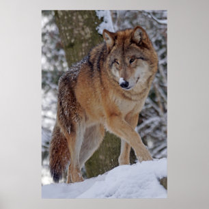 Mongoliaanse alfawolf in sneeuw poster