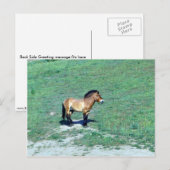 Mongoliaanse (Przewalskii) wilde paarden Briefkaart (Voorkant / Achterkant)