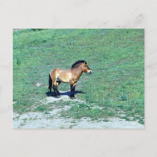 Mongoliaanse (Przewalskii) wilde paarden Briefkaart (Voorkant)