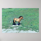 Mongoliaanse (Przewalskii) wilde paarden Poster (Voorkant)
