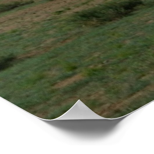 Mongoolse paarden poster (Hoek)