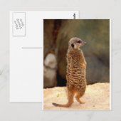 Mongoose10 Briefkaart (Voorkant / Achterkant)