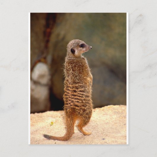 Mongoose10 Briefkaart (Voorkant)