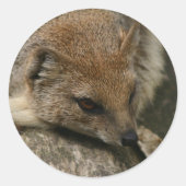Mongoose Closeup Sticker (Voorkant)