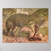 Mongoose en Cobra door Sargent, in het wild leven Poster (Voorkant)