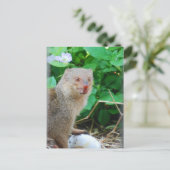 Mongoose in Hawaï Briefkaart (Staand voorkant)