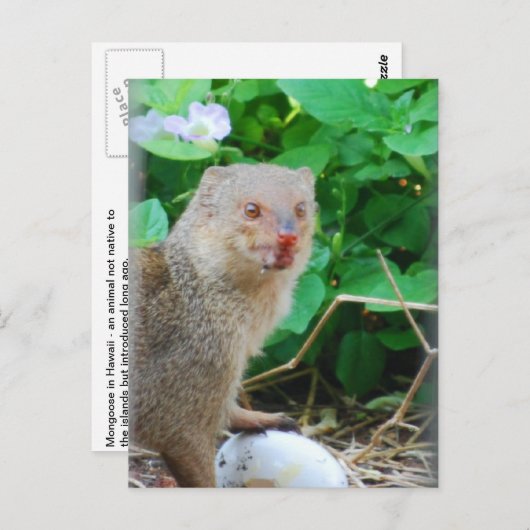 Mongoose in Hawaï Briefkaart (Voorkant / Achterkant)