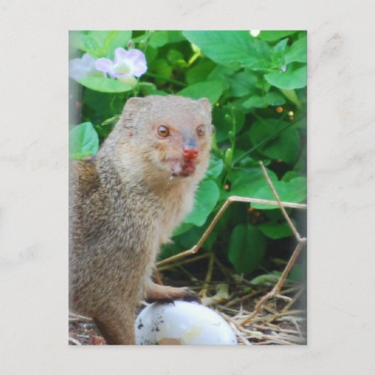 Mongoose in Hawaï Briefkaart (Voorkant)