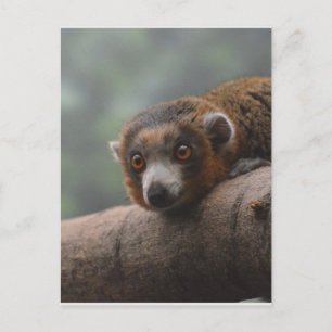 Mongoose Lemur Briefkaart
