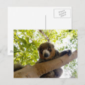 Mongoose lemur briefkaart (Voorkant / Achterkant)