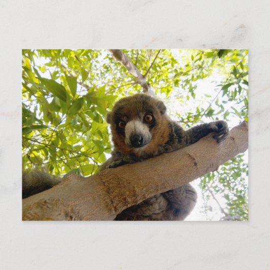 Mongoose lemur briefkaart (Voorkant)