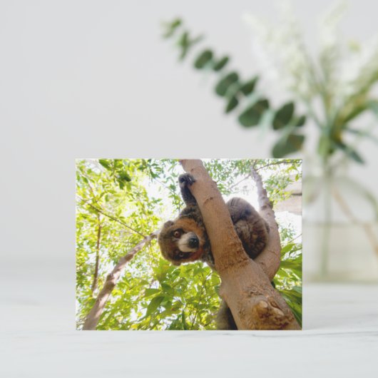 Mongoose lemur briefkaart (Staand voorkant)