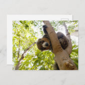 Mongoose lemur briefkaart (Voorkant / Achterkant)