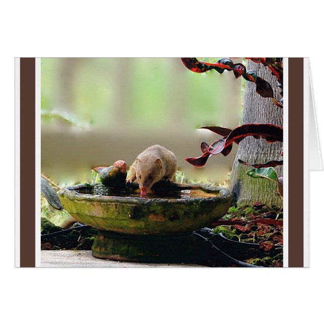 Mongoose Watering Hole Wildlife (Voorkant Horizontaal)