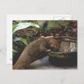 Mongoose Wildlife Happy Hour Briefkaart (Voorkant / Achterkant)