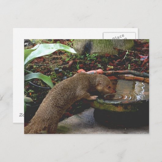 Mongoose Wildlife Happy Hour Briefkaart (Voorkant / Achterkant)