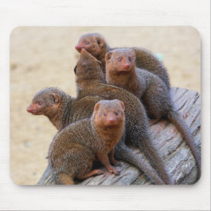 Mongooses Muismat