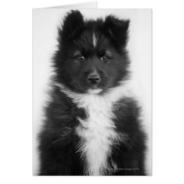 Mongrel Dog, Studio Shot (Voorkant)