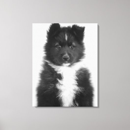 Mongrel Dog, Studio Shot Canvas Afdruk (Voorkant)