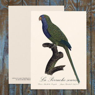 Monikiet of grijze roodstaartparkiet, Myiopsitta M Bedankkaart