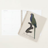 Monikiet of grijze roodstaartparkiet, Myiopsitta M Planner (Display)