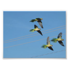 Monk Parrots Foto Afdruk
