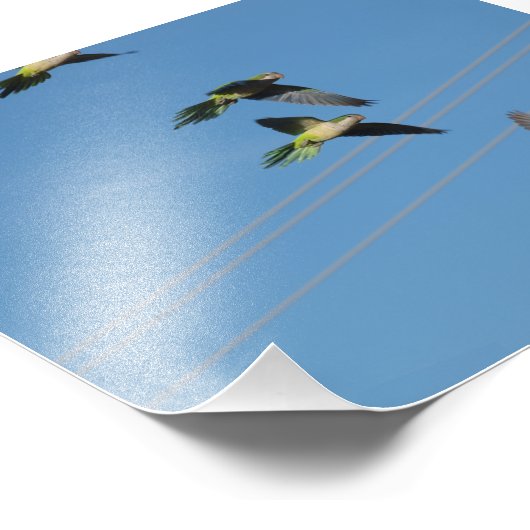 Monk Parrots Foto Afdruk (Hoek)