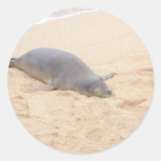 Monk Seal Slapen Alone op het strand Ronde Sticker