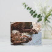 Monkey Ape dierentuin Briefkaart (Staand voorkant)