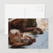 Monkey Ape dierentuin Briefkaart (Voorkant / Achterkant)